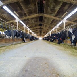 farma_glamoc_003