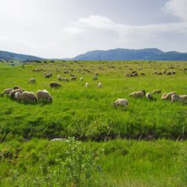 farma_glamoc_004