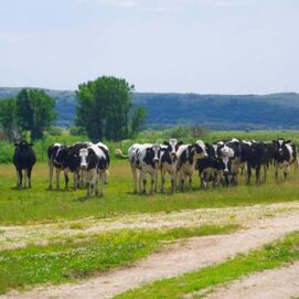 tomislavgrad_galerija_012